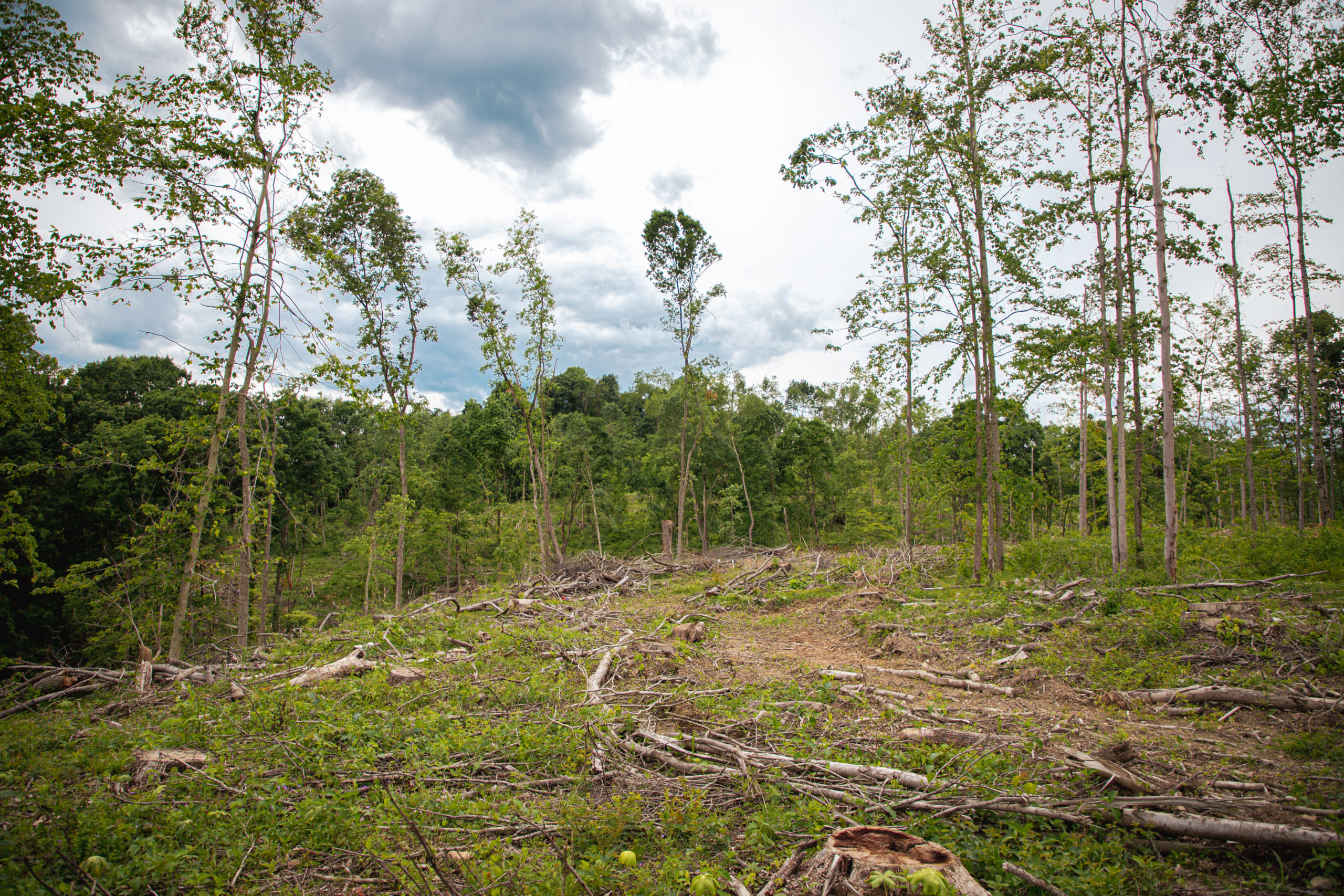 local timber buyers